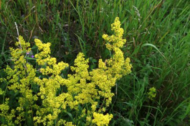 A flowering Ladies Bedstraw, Galium verum, plant growing in a meadow in the Ukraine. clipart