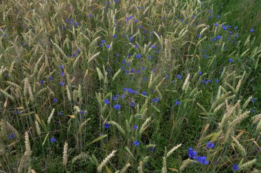 Yeşil çavdar ya da buğday tarlasında yetişen mavi kır çiçeği çiçekleri tüm arka plan üzerinde. Buğday tarlası boyunca mavi çiçek..