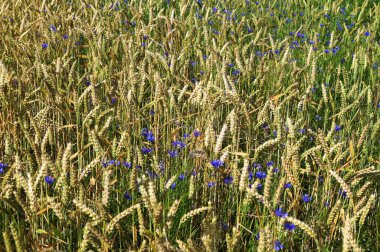 Yeşil çavdar ya da buğday tarlasında yetişen mavi kır çiçeği çiçekleri tüm arka plan üzerinde. Buğday tarlası boyunca mavi çiçek..