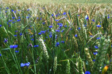 Yeşil çavdar ya da buğday tarlasında yetişen mavi kır çiçeği çiçekleri tüm arka plan üzerinde. Buğday tarlası boyunca mavi çiçek..