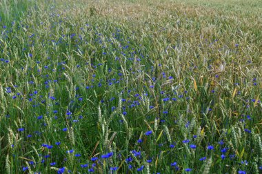 Yeşil çavdar ya da buğday tarlasında yetişen mavi kır çiçeği çiçekleri tüm arka plan üzerinde. Buğday tarlası boyunca mavi çiçek..