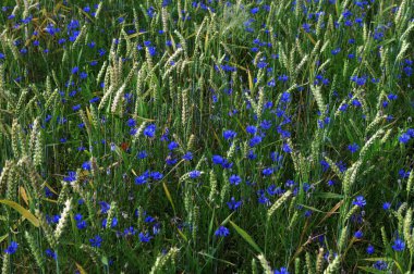 Yeşil çavdar ya da buğday tarlasında yetişen mavi kır çiçeği çiçekleri tüm arka plan üzerinde. Buğday tarlası boyunca mavi çiçek..