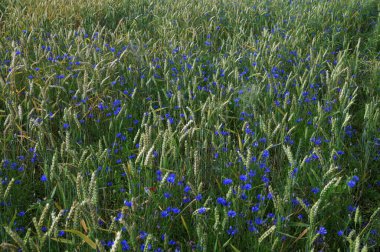Yeşil çavdar ya da buğday tarlasında yetişen mavi kır çiçeği çiçekleri tüm arka plan üzerinde. Buğday tarlası boyunca mavi çiçek..