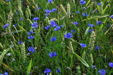 Yeşil çavdar ya da buğday tarlasında yetişen mavi kır çiçeği çiçekleri tüm arka plan üzerinde. Buğday tarlası boyunca mavi çiçek..
