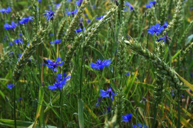 Yeşil çavdar ya da buğday tarlasında yetişen mavi kır çiçeği çiçekleri tüm arka plan üzerinde. Buğday tarlası boyunca mavi çiçek..