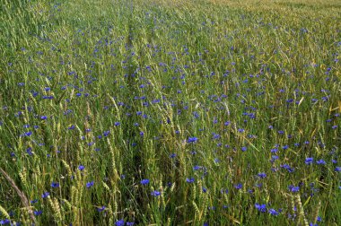 Yeşil çavdar ya da buğday tarlasında yetişen mavi kır çiçeği çiçekleri tüm arka plan üzerinde. Buğday tarlası boyunca mavi çiçek..