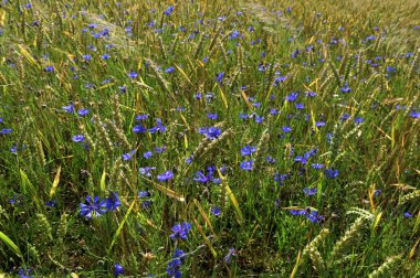 Yeşil çavdar ya da buğday tarlasında yetişen mavi kır çiçeği çiçekleri tüm arka plan üzerinde. Buğday tarlası boyunca mavi çiçek..