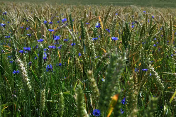 Yeşil çavdar ya da buğday tarlasında yetişen mavi kır çiçeği çiçekleri tüm arka plan üzerinde. Buğday tarlası boyunca mavi çiçek..