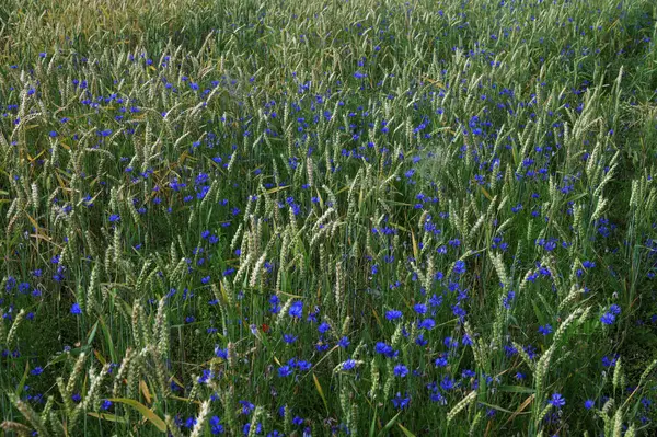 Yeşil çavdar ya da buğday tarlasında yetişen mavi kır çiçeği çiçekleri tüm arka plan üzerinde. Buğday tarlası boyunca mavi çiçek..