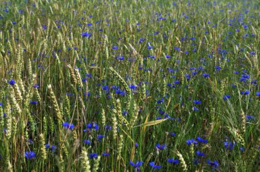 Yeşil çavdar ya da buğday tarlasında yetişen mavi kır çiçeği çiçekleri tüm arka plan üzerinde. Buğday tarlası boyunca mavi çiçek..