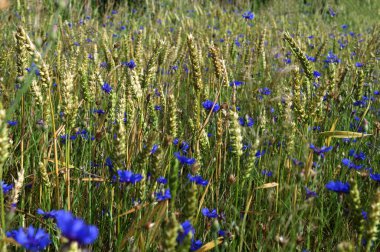 Yeşil çavdar ya da buğday tarlasında yetişen mavi kır çiçeği çiçekleri tüm arka plan üzerinde. Buğday tarlası boyunca mavi çiçek..