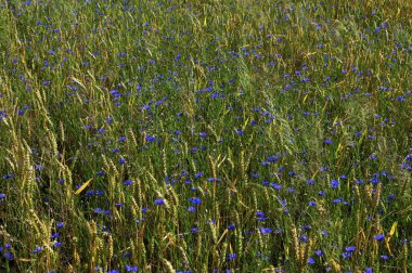 Yeşil çavdar ya da buğday tarlasında yetişen mavi kır çiçeği çiçekleri tüm arka plan üzerinde. Buğday tarlası boyunca mavi çiçek..