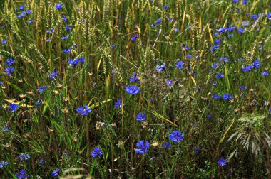 Yeşil çavdar ya da buğday tarlasında yetişen mavi kır çiçeği çiçekleri tüm arka plan üzerinde. Buğday tarlası boyunca mavi çiçek..