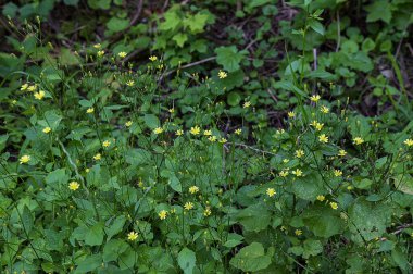 Lapsana komününün küçük sarı çiçekleri, Temmuz ayında doğal yeşil orman arka planının önündeki yaygın meme ucu..
