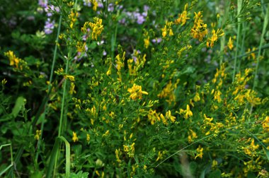 Lembotropis nigrican subsp. Avusturalya, Fabaceae. Yazın vahşi bitkiler. Siyah süpürge bitkisinin sarı çiçeği, Lembotropis nigricanları. Fabacea. Yazın vahşi bitki vuruşu.