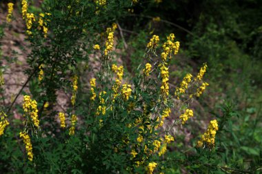 Lembotropis nigrican subsp. Avusturalya, Fabaceae. Yazın vahşi bitkiler. Siyah süpürge bitkisinin sarı çiçeği, Lembotropis nigricanları. Fabacea. Yazın vahşi bitki vuruşu.