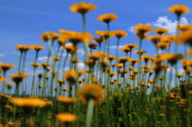 Altın marguerit, sarı papatya çayı, ya da öküz gözü papatyası (Cota tinctoria). Sarı papatya veya altın marguerite yakın çekimi, Anthemis tinctoria çiçekleri. Çayırda Cota tinctoria.