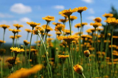 Altın marguerit, sarı papatya çayı, ya da öküz gözü papatyası (Cota tinctoria). Sarı papatya veya altın marguerite yakın çekimi, Anthemis tinctoria çiçekleri. Çayırda Cota tinctoria.