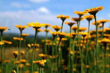 Altın marguerit, sarı papatya çayı, ya da öküz gözü papatyası (Cota tinctoria). Sarı papatya veya altın marguerite yakın çekimi, Anthemis tinctoria çiçekleri. Çayırda Cota tinctoria.