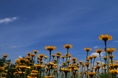 Altın marguerit, sarı papatya çayı, ya da öküz gözü papatyası (Cota tinctoria). Sarı papatya veya altın marguerite yakın çekimi, Anthemis tinctoria çiçekleri. Çayırda Cota tinctoria.