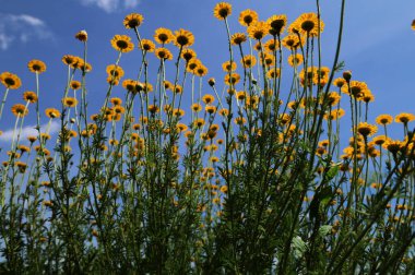 Altın marguerit, sarı papatya çayı, ya da öküz gözü papatyası (Cota tinctoria). Sarı papatya veya altın marguerite yakın çekimi, Anthemis tinctoria çiçekleri. Çayırda Cota tinctoria.