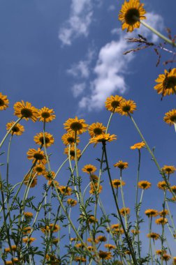 Altın marguerit, sarı papatya çayı, ya da öküz gözü papatyası (Cota tinctoria). Sarı papatya veya altın marguerite yakın çekimi, Anthemis tinctoria çiçekleri. Çayırda Cota tinctoria.