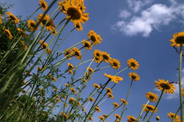 Altın marguerit, sarı papatya çayı, ya da öküz gözü papatyası (Cota tinctoria). Sarı papatya veya altın marguerite yakın çekimi, Anthemis tinctoria çiçekleri. Çayırda Cota tinctoria.