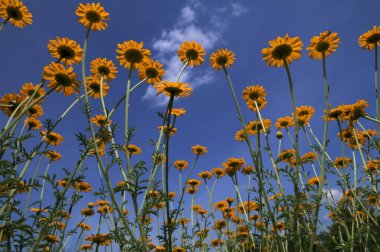 Altın marguerit, sarı papatya çayı, ya da öküz gözü papatyası (Cota tinctoria). Sarı papatya veya altın marguerite yakın çekimi, Anthemis tinctoria çiçekleri. Çayırda Cota tinctoria.