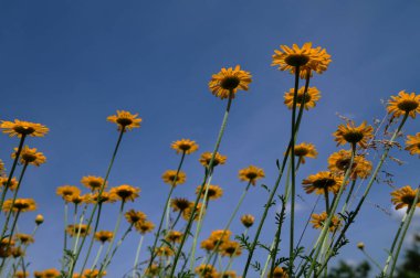 Altın marguerit, sarı papatya çayı, ya da öküz gözü papatyası (Cota tinctoria). Sarı papatya veya altın marguerite yakın çekimi, Anthemis tinctoria çiçekleri. Çayırda Cota tinctoria.