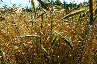 Olgunlaşan çavdar tarlasının arka planında. Doğanın yakın çekimi. Hasat konsepti. Tarım ürünleri tarlası. Petkuser kısa çubuk, geleneksel tarım ekimi