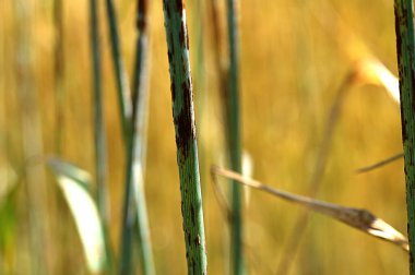 Çavdar sapları (Secale tahıl gevreği) üzerinde siyah kök pas (Puccinia graminis). Mısır gevreğinin mantar hastalığı.