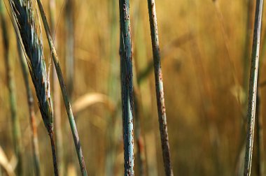 Çavdar sapları (Secale tahıl gevreği) üzerinde siyah kök pas (Puccinia graminis). Mısır gevreğinin mantar hastalığı.