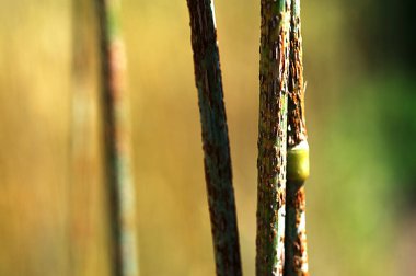 Çavdar sapları (Secale tahıl gevreği) üzerinde siyah kök pas (Puccinia graminis). Mısır gevreğinin mantar hastalığı.