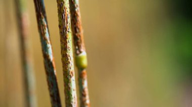 Çavdar sapları (Secale tahıl gevreği) üzerinde siyah kök pas (Puccinia graminis). Mısır gevreğinin mantar hastalığı.