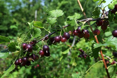 Casseilles immatures, fruits du casseillier ou caseillier ).The jostaberry Ribes nidigrolaria hybrid of a black currant and gooseberry in the garden. clipart