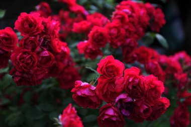 Gül bahçesinde açan kırmızı gül, arka planda kırmızı güller, gül çalıları, kırmızı yaz arkaplanı. Kırmızı gül çalısı