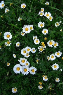 Bir sürü küçük beyaz çiçekli yeşil çayır. Sahada çiçek açan papatyaların üst görüntüsü. Doğal doku.