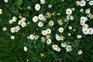 Bir sürü küçük beyaz çiçekli yeşil çayır. Sahada çiçek açan papatyaların üst görüntüsü. Doğal doku.