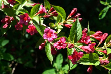 Koyu pembe Weigela çiçekleri, Weigela Florida, bahçedeki çalılıkta..