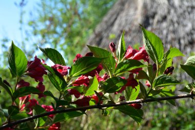 Dark pink weigela flowers, Weigela florida, on bush in garden. clipart