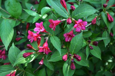 Koyu pembe Weigela çiçekleri, Weigela Florida, bahçedeki çalılıkta..