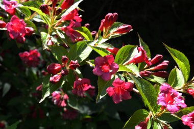 Koyu pembe Weigela çiçekleri, Weigela Florida, bahçedeki çalılıkta..