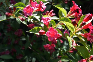 Koyu pembe Weigela çiçekleri, Weigela Florida, bahçedeki çalılıkta..