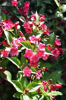 Koyu pembe Weigela çiçekleri, Weigela Florida, bahçedeki çalılıkta..
