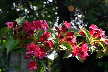 Dark pink weigela flowers, Weigela florida, on bush in garden. clipart