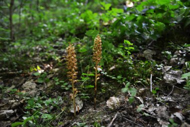 Nadir bulunan kırmızı kitap orkidesi Neottia nidus-avis vahşi doğada yetişir.