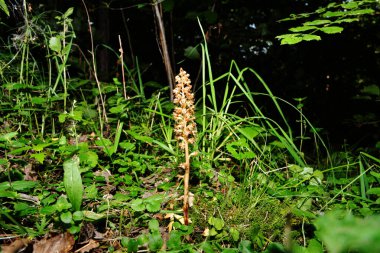 Nadir bulunan kırmızı kitap orkidesi Neottia nidus-avis vahşi doğada yetişir.