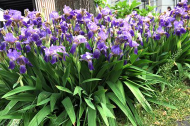 İris 'in mavi çiçekleri. Mor leylak süsen çiçekleri. Sıcak bir yaz gününde, bahçede büyük bir çiçek çalısı.