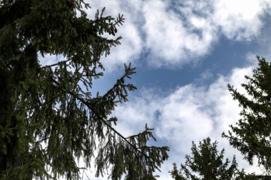 Taze yeşil kozalaklı ladin ağacı. Büyük bir ladin dalında beyaz bulutlu mavi gökyüzüne karşı birçok kozalak.