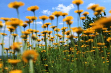 Sarı papatya (Cota tinctoria, syn), sarı papatya, sarı papatya ve sarı papatya çiçekleri. Anthem tinctoria) ya da boyacı papatyası, Boston papatyası, Paris papatyası.
